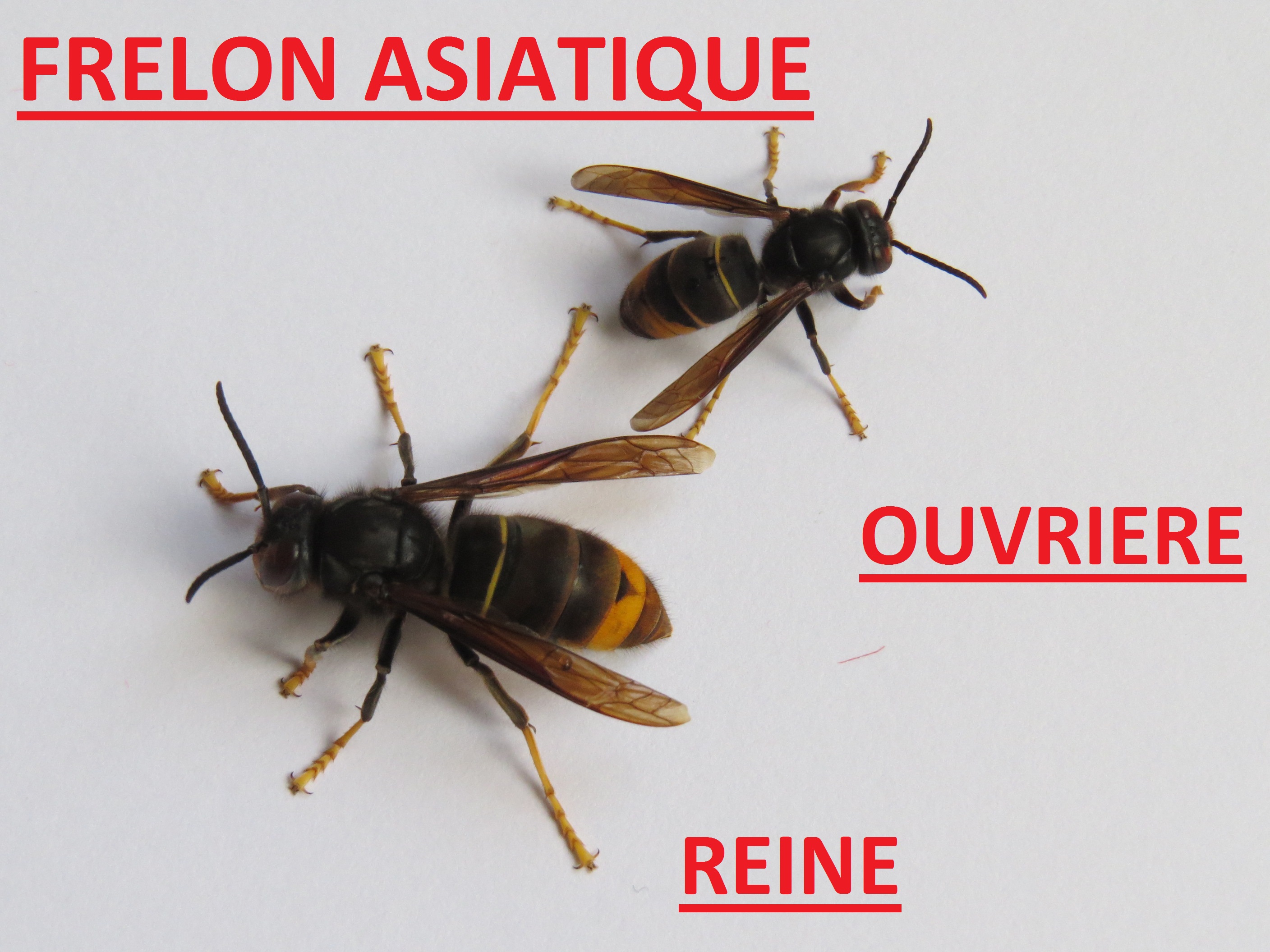 Frelon Asiatique Sizun